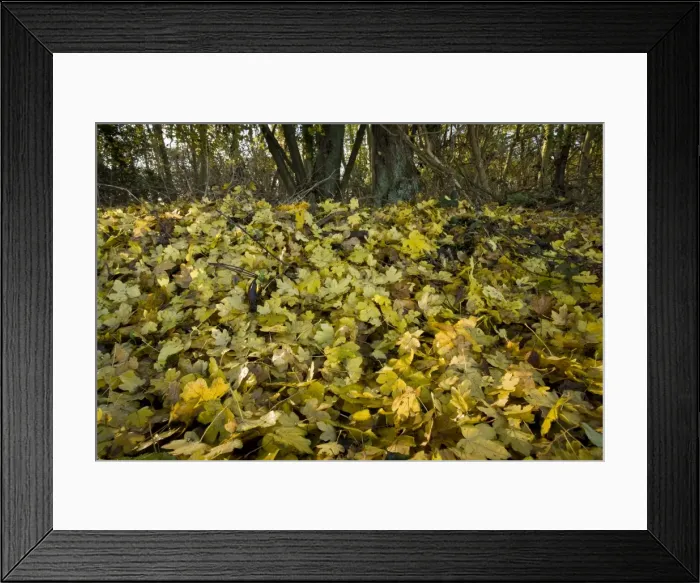 Framed Print : Picture No. 10887195 Framed Print : Picture No. 10887195