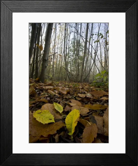 Framed Print : Picture No. 10887193 Framed Print : Picture No. 10887193