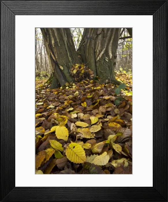 Framed Print : Picture No. 10887200 Framed Print : Picture No. 10887200