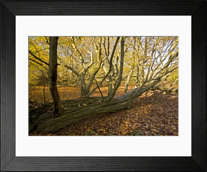Framed Print : Picture No. 10887201 Framed Print : Picture No. 10887201