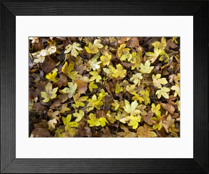 Framed Print : Picture No. 10887203 Framed Print : Picture No. 10887203
