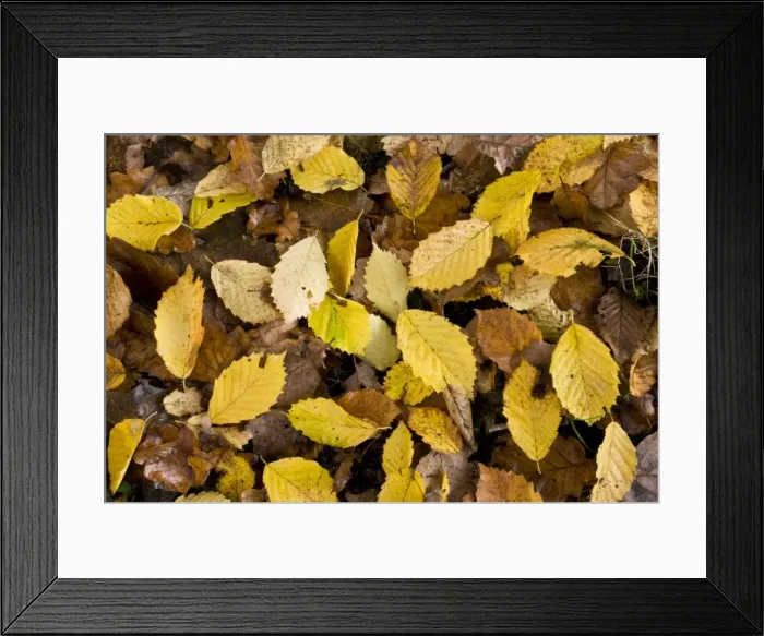 Framed Print : Picture No. 10887204 Framed Print : Picture No. 10887204
