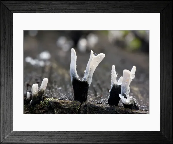 Framed Print : Picture No. 10887205 Framed Print : Picture No. 10887205