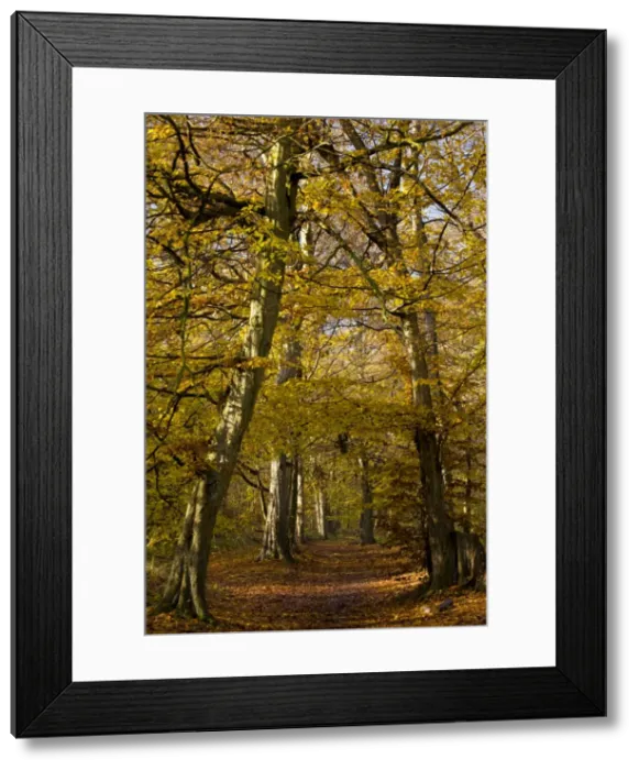 Framed Print : Picture No. 10887198