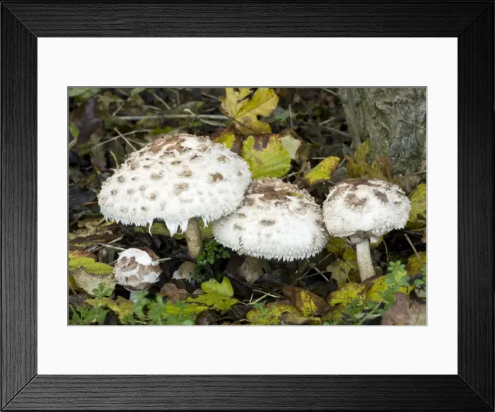 Framed Print : Picture No. 10887206