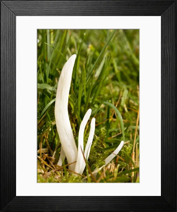 Framed Print : Picture No. 10887209 Framed Print : Picture No. 10887209