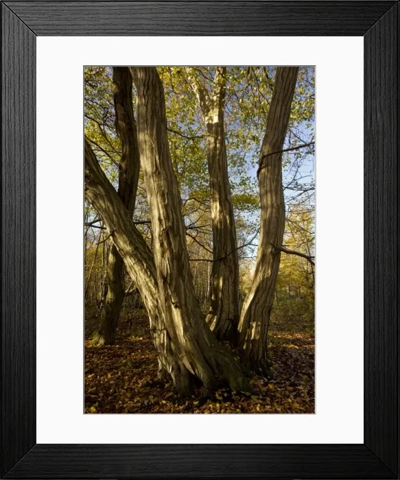 Framed Print : Picture No. 10887199 Framed Print : Picture No. 10887199
