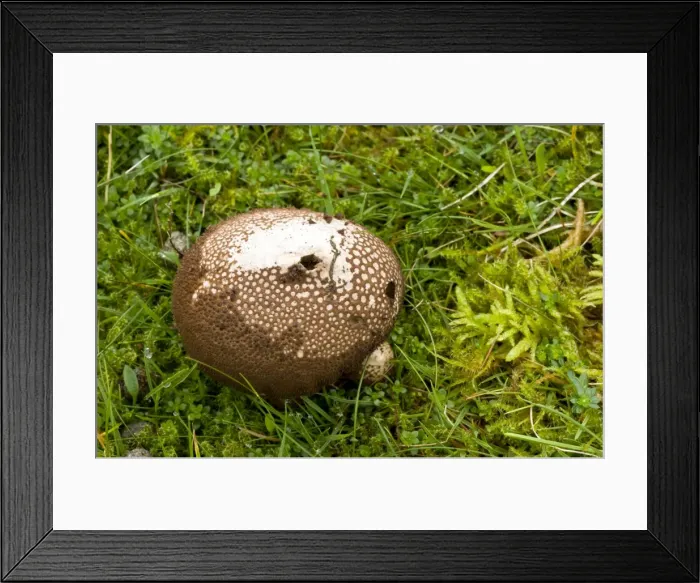 Framed Print : Picture No. 10887210