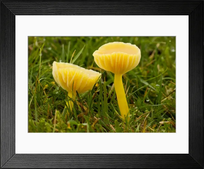 Framed Print : Picture No. 10887211 Framed Print : Picture No. 10887211