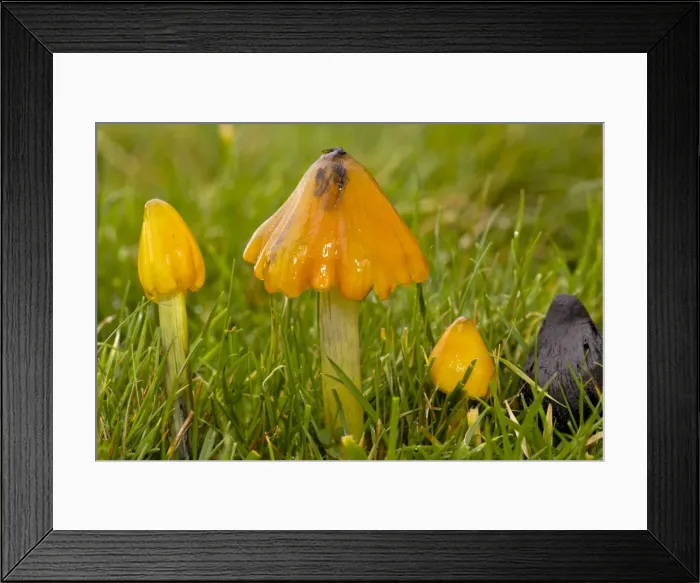 Framed Print : Picture No. 10887212 Framed Print : Picture No. 10887212