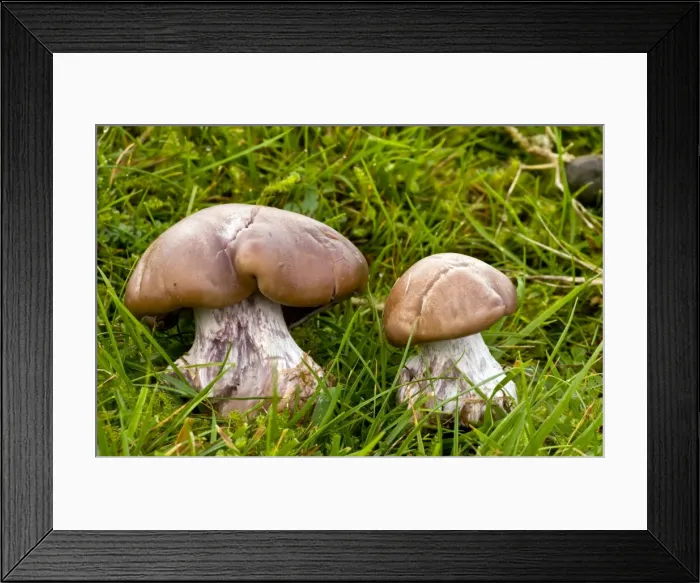 Framed Print : Picture No. 10887214