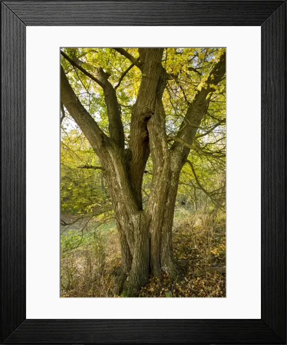 Framed Print : Picture No. 10887202 Framed Print : Picture No. 10887202