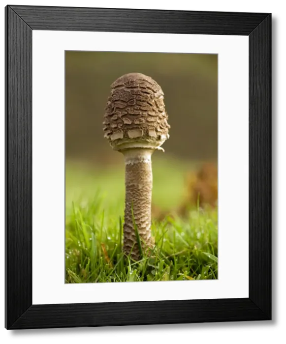 Framed Print : Picture No. 10887216 Framed Print : Picture No. 10887216