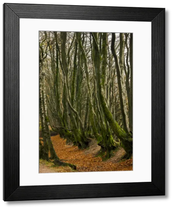 Framed Print : Picture No. 10887208 Framed Print : Picture No. 10887208