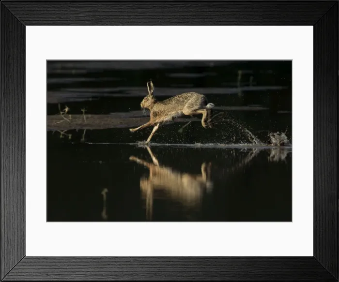 Framed Print : Picture No. 10900216
