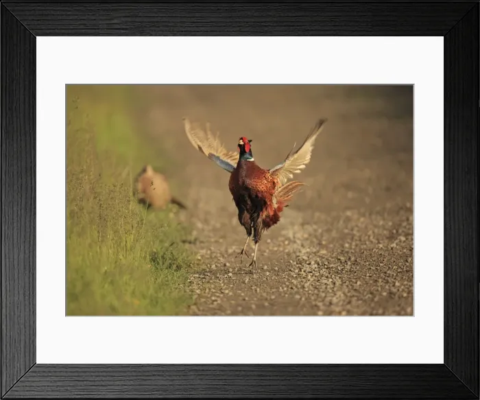 Framed Print : Picture No. 10900202 Framed Print : Picture No. 10900202