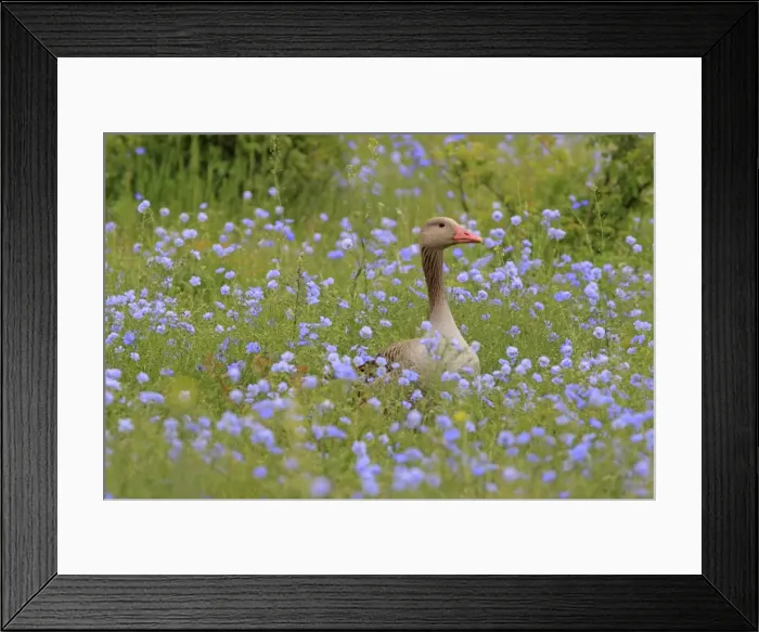 Framed Print : Picture No. 10900212 Framed Print : Picture No. 10900212