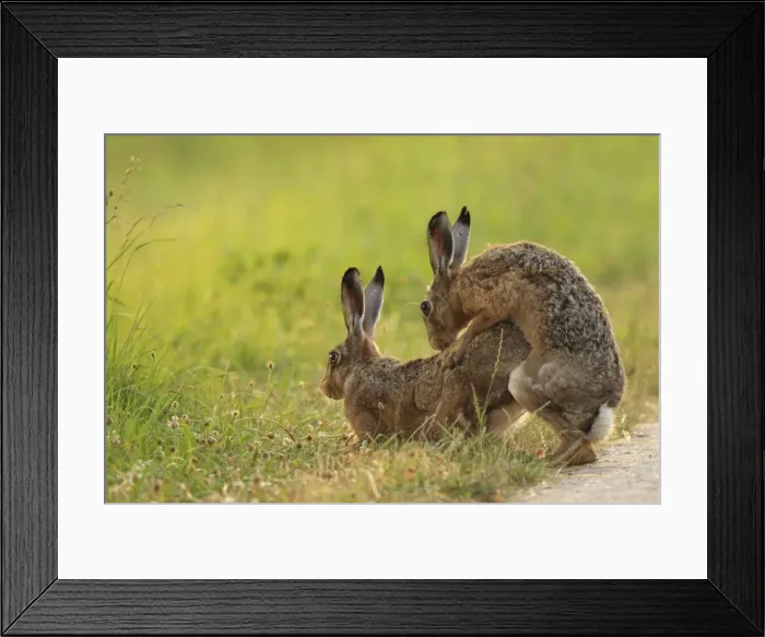 Framed Print : Picture No. 10900218 Framed Print : Picture No. 10900218