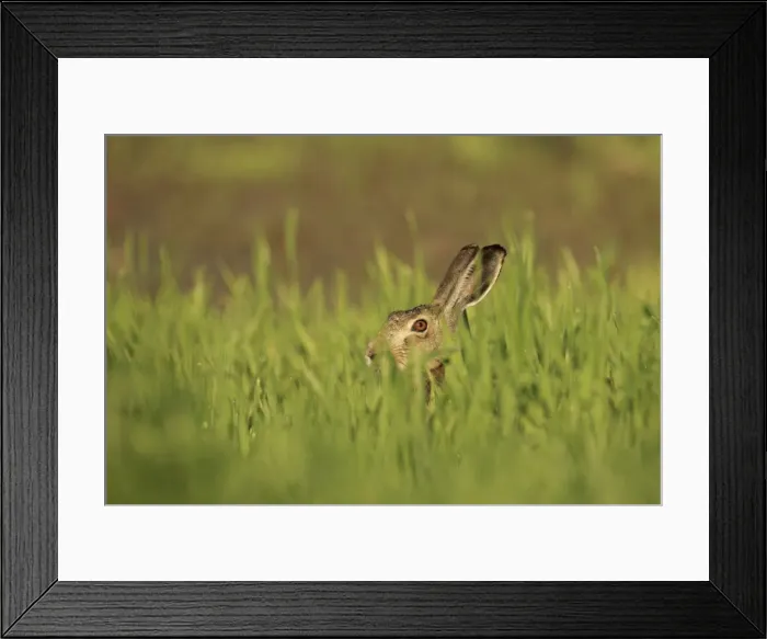 Framed Print : Picture No. 10900217 Framed Print : Picture No. 10900217