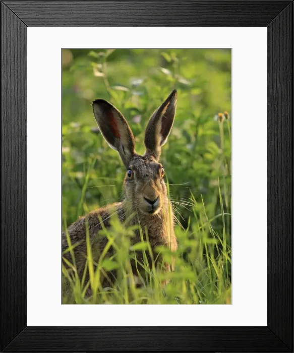 Framed Print : Picture No. 10900219 Framed Print : Picture No. 10900219