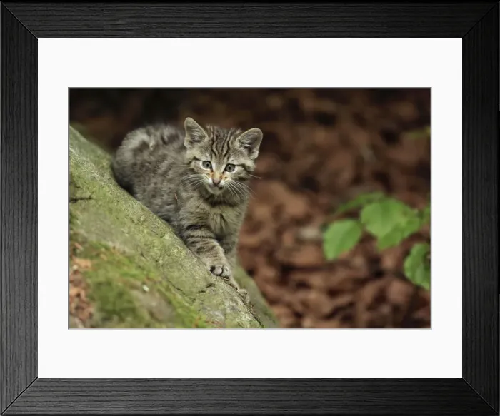 Framed Print : Picture No. 10900223 Framed Print : Picture No. 10900223