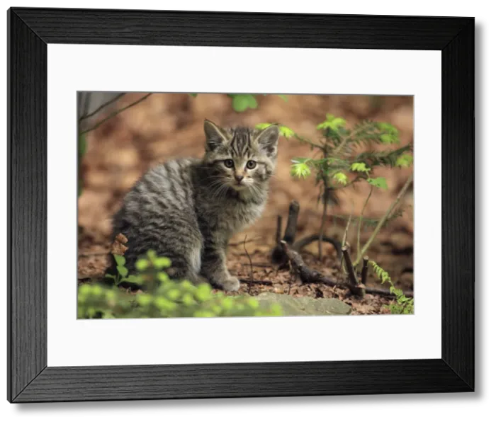 Framed Print : Picture No. 10900220 Framed Print : Picture No. 10900220
