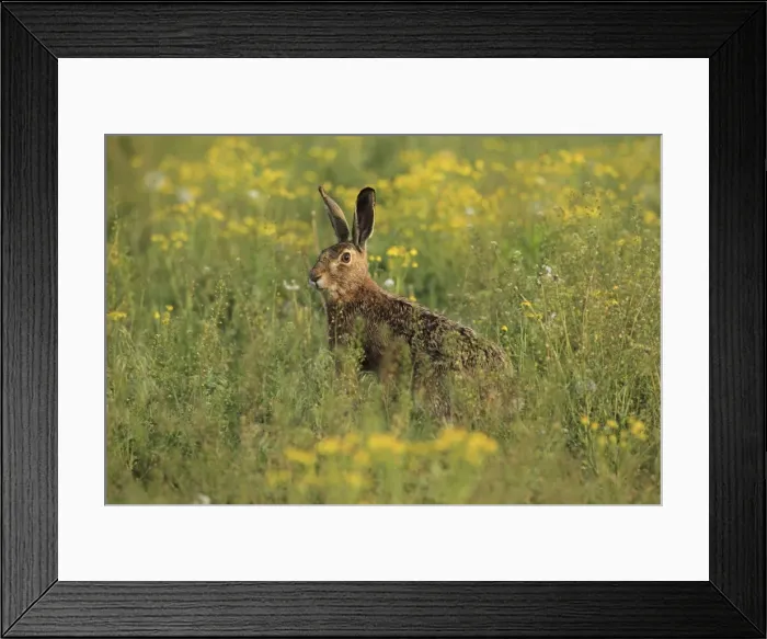 Framed Print : Picture No. 10900214 Framed Print : Picture No. 10900214