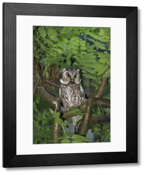 Framed Print : Picture No. 10900224 Framed Print : Picture No. 10900224
