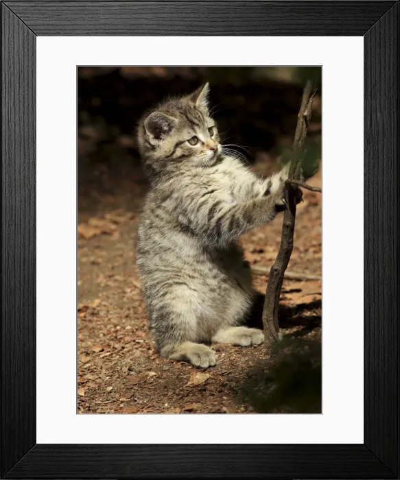 Framed Print : Picture No. 10900221 Framed Print : Picture No. 10900221