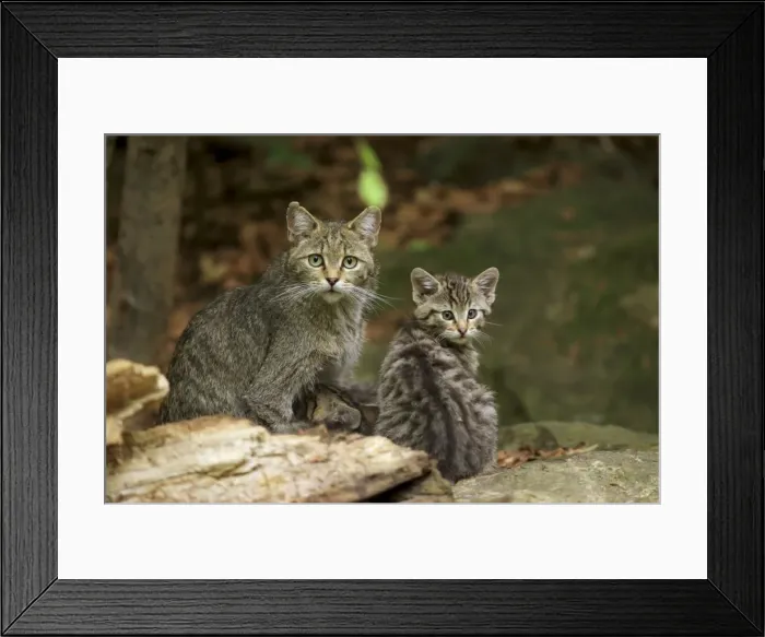Framed Print : Picture No. 10900222 Framed Print : Picture No. 10900222