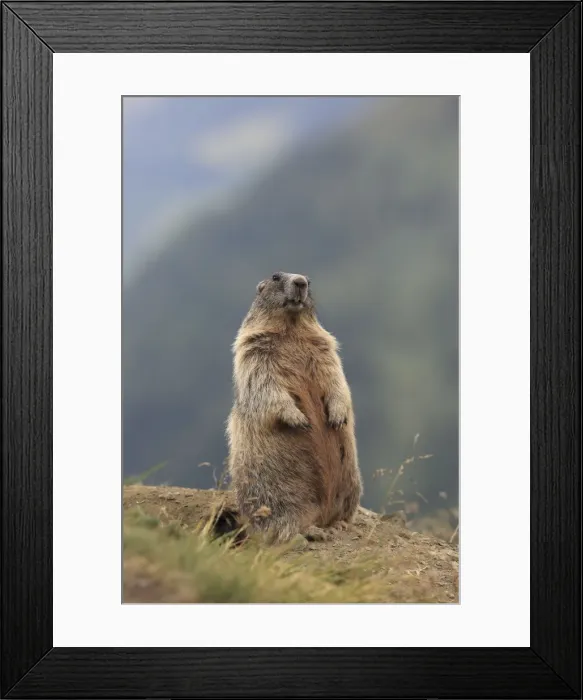 Framed Print : Picture No. 10900226 Framed Print : Picture No. 10900226
