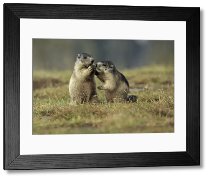 Framed Print : Picture No. 10900228 Framed Print : Picture No. 10900228