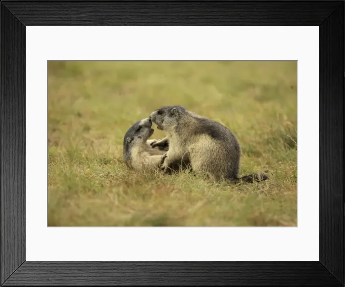 Framed Print : Picture No. 10900231 Framed Print : Picture No. 10900231