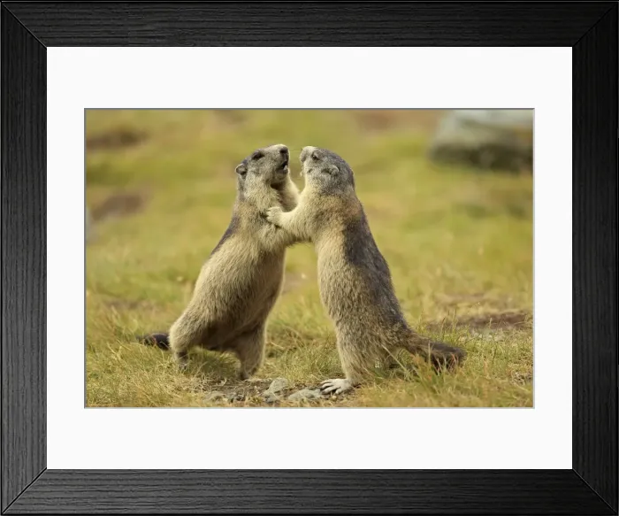 Framed Print : Picture No. 10900230 Framed Print : Picture No. 10900230