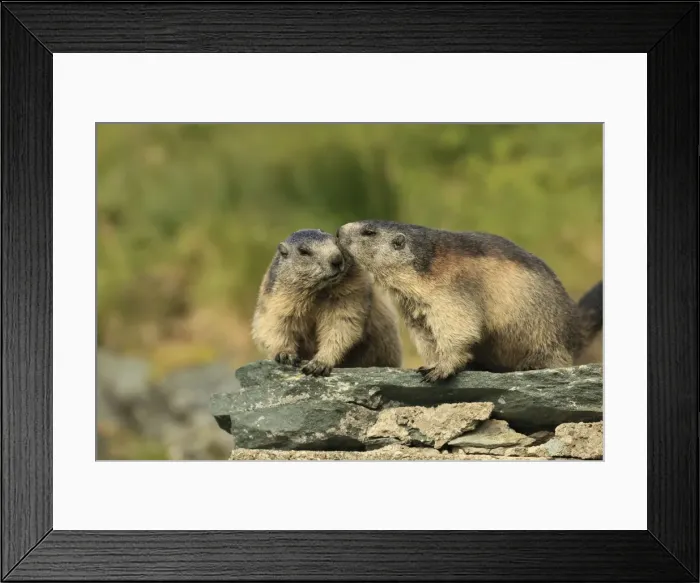 Framed Print : Picture No. 10900229 Framed Print : Picture No. 10900229