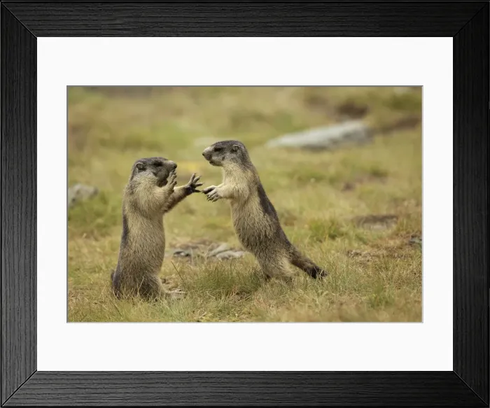 Framed Print : Picture No. 10900232 Framed Print : Picture No. 10900232