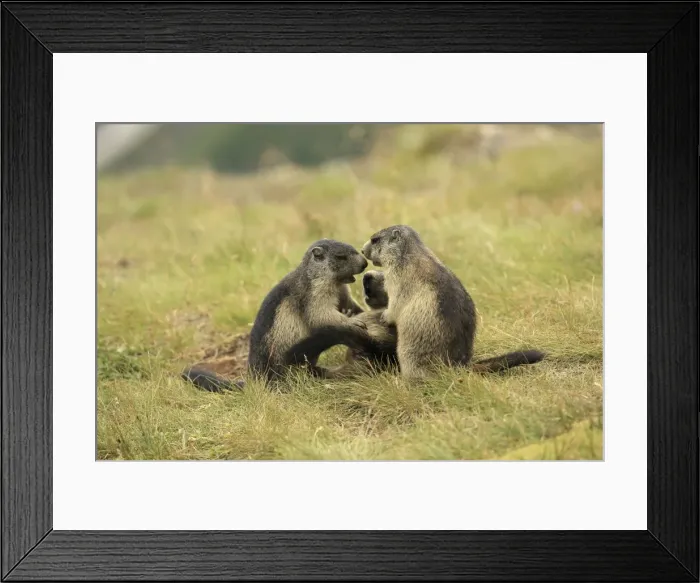 Framed Print : Picture No. 10900234 Framed Print : Picture No. 10900234