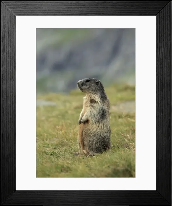 Framed Print : Picture No. 10900225 Framed Print : Picture No. 10900225