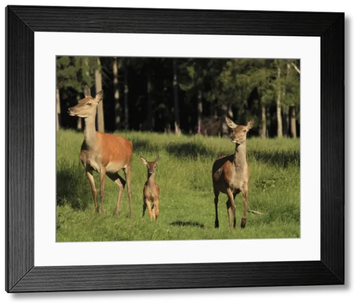 Framed Print : Picture No. 10900258 Framed Print : Picture No. 10900258