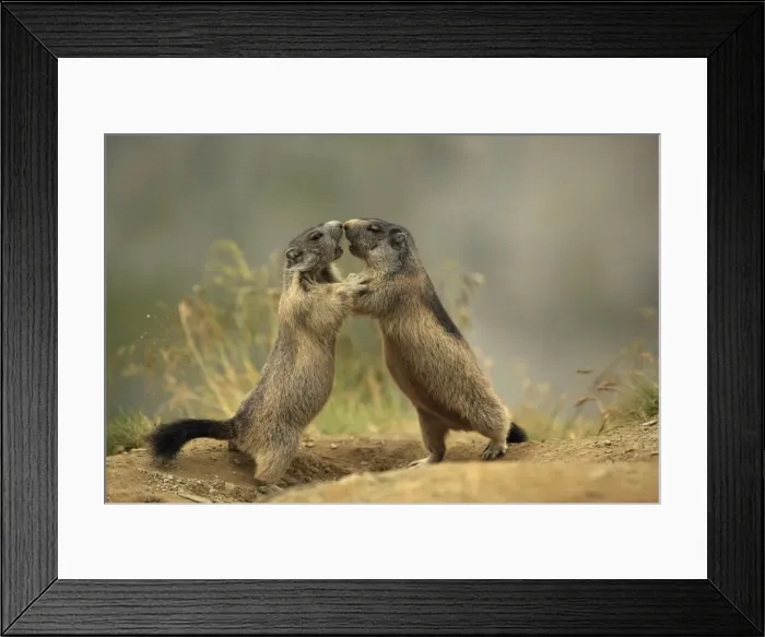 Framed Print : Picture No. 10900227 Framed Print : Picture No. 10900227