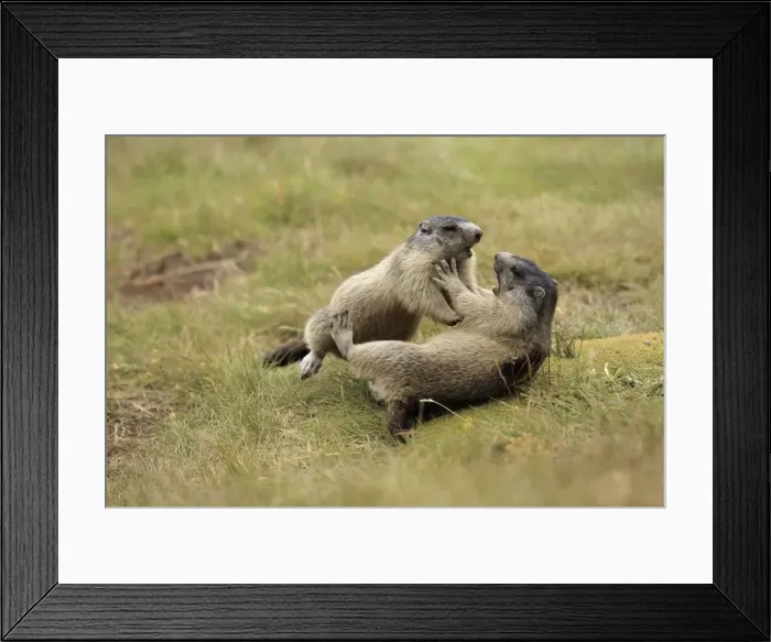 Framed Print : Picture No. 10900233 Framed Print : Picture No. 10900233
