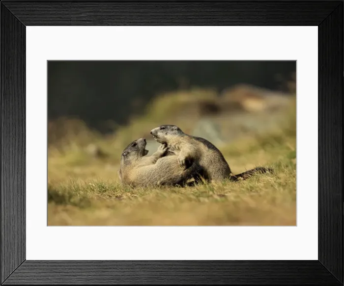 Framed Print : Picture No. 10900235 Framed Print : Picture No. 10900235