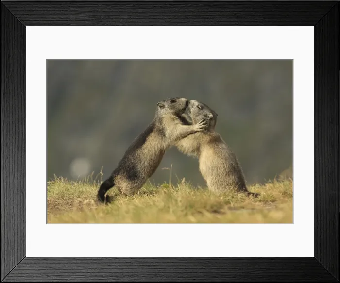 Framed Print : Picture No. 10900236 Framed Print : Picture No. 10900236