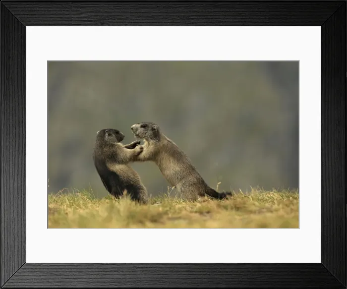 Framed Print : Picture No. 10900238 Framed Print : Picture No. 10900238
