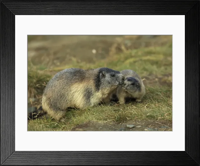 Framed Print : Picture No. 10900241 Framed Print : Picture No. 10900241