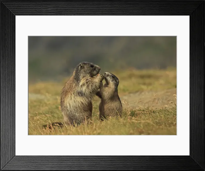 Framed Print : Picture No. 10900239 Framed Print : Picture No. 10900239