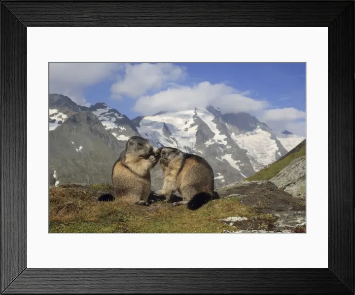 Framed Print : Picture No. 10900243 Framed Print : Picture No. 10900243