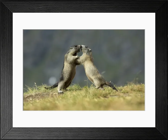 Framed Print : Picture No. 10900237 Framed Print : Picture No. 10900237