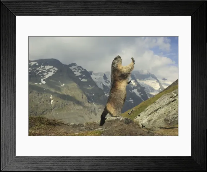 Framed Print : Picture No. 10900245 Framed Print : Picture No. 10900245