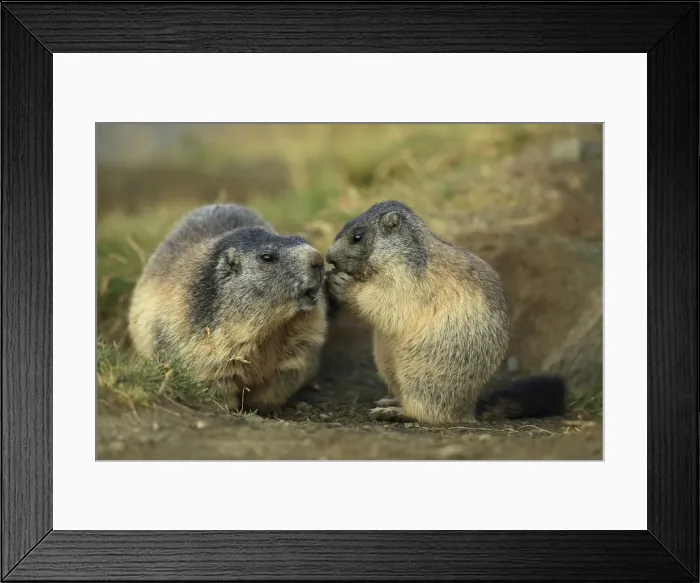 Framed Print : Picture No. 10900240 Framed Print : Picture No. 10900240